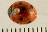  ( - 08BBCOL-0076)  @13 [ ] CreativeCommons - Attribution (2008) Unspecified Centre for Biodiversity Genomics