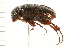  ( - 08BBCOL-0216)  @13 [ ] CreativeCommons - Attribution (2008) Unspecified Centre for Biodiversity Genomics