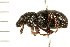  ( - 08BBCOL-0218)  @13 [ ] CreativeCommons - Attribution (2008) Unspecified Centre for Biodiversity Genomics