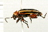  ( - 08BBCOL-0278)  @14 [ ] CreativeCommons - Attribution (2008) Unspecified Centre for Biodiversity Genomics