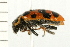  ( - 08BBCOL-0288)  @13 [ ] CreativeCommons - Attribution (2008) Unspecified Centre for Biodiversity Genomics