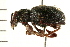  ( - 08BBCOL-0304)  @13 [ ] CreativeCommons - Attribution (2008) Unspecified Centre for Biodiversity Genomics