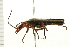  ( - 08BBCOL-0333)  @13 [ ] CreativeCommons - Attribution (2008) Unspecified Centre for Biodiversity Genomics