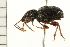  ( - 08BBCOL-0457)  @13 [ ] CreativeCommons - Attribution (2008) Unspecified Centre for Biodiversity Genomics
