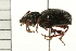  ( - 08BBCOL-0458)  @13 [ ] CreativeCommons - Attribution (2008) Unspecified Centre for Biodiversity Genomics