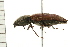  ( - 08BBCOL-0517)  @13 [ ] CreativeCommons - Attribution (2008) Unspecified Centre for Biodiversity Genomics