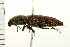  ( - 08BBCOL-0526)  @12 [ ] CreativeCommons - Attribution (2008) Unspecified Centre for Biodiversity Genomics