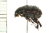  ( - 08BBCOL-0577)  @13 [ ] CreativeCommons - Attribution (2008) Unspecified Centre for Biodiversity Genomics