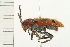  ( - 08MZPP-126)  @13 [ ] CreativeCommons - Attribution (2008) Unspecified Centre for Biodiversity Genomics