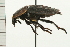  ( - 08MZPP-146)  @13 [ ] CreativeCommons - Attribution (2008) Unspecified Centre for Biodiversity Genomics