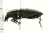  (Diplocheila - 08SOCOL-0125)  @15 [ ] CreativeCommons - Attribution (2008) Unspecified Centre for Biodiversity Genomics