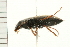  ( - 08SOCOL-0135)  @12 [ ] CreativeCommons - Attribution (2008) Unspecified Centre for Biodiversity Genomics
