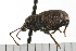  ( - COLP 0077.02)  @12 [ ] CreativeCommons - Attribution (2008) Unspecified Centre for Biodiversity Genomics