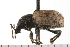  ( - COLP 0082.02)  @12 [ ] CreativeCommons - Attribution (2008) Unspecified Centre for Biodiversity Genomics