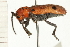  ( - COLP 0028.02)  @13 [ ] CreativeCommons - Attribution (2009) Unspecified Centre for Biodiversity Genomics