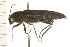  ( - COLP 0219.02)  @13 [ ] CreativeCommons - Attribution (2009) Unspecified Centre for Biodiversity Genomics