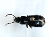 ( - 08SOCOL-0237)  @12 [ ] CreativeCommons - Attribution (2008) Unspecified Centre for Biodiversity Genomics