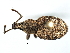  ( - 08SOCOL-0401)  @13 [ ] CreativeCommons - Attribution (2008) Unspecified Centre for Biodiversity Genomics