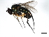  (Dolichopus affluens - 08BBDIP-0594)  @14 [ ] CreativeCommons - Attribution (2009) Unspecified Centre for Biodiversity Genomics