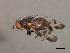  ( - 08BBDIP-0701)  @12 [ ] CreativeCommons - Attribution (2009) Unspecified Centre for Biodiversity Genomics