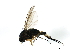  (Dolichopus sp - 08BBDIP-1927)  @12 [ ] CreativeCommons - Attribution (2009) Unspecified Centre for Biodiversity Genomics