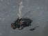  ( - 08BBDIP-2102)  @12 [ ] CreativeCommons - Attribution (2009) Unspecified Centre for Biodiversity Genomics
