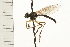 ( - DIPT 0006.02)  @13 [ ] CreativeCommons - Attribution (2008) Unspecified Centre for Biodiversity Genomics