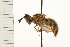  ( - DIPT 0008.02)  @13 [ ] CreativeCommons - Attribution (2008) Unspecified Centre for Biodiversity Genomics