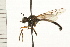  ( - DIPT 0009.02)  @13 [ ] CreativeCommons - Attribution (2008) Unspecified Centre for Biodiversity Genomics