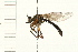  ( - DIPT 0021.02)  @13 [ ] CreativeCommons - Attribution (2008) Unspecified Centre for Biodiversity Genomics