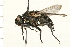  ( - DIPT 0030.02)  @13 [ ] CreativeCommons - Attribution (2008) Unspecified Centre for Biodiversity Genomics