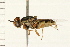  ( - DIPT 0043.02)  @11 [ ] CreativeCommons - Attribution (2008) Unspecified Centre for Biodiversity Genomics