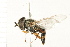  ( - DIPT 0126.02)  @13 [ ] CreativeCommons - Attribution (2008) Unspecified Centre for Biodiversity Genomics
