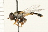  ( - DIPT 0147.02)  @14 [ ] CreativeCommons - Attribution (2008) Unspecified Centre for Biodiversity Genomics