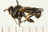  (Thecophora occidensis - 08FAYTT-0076)  @13 [ ] CreativeCommons - Attribution (2009) Unspecified Centre for Biodiversity Genomics