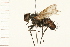  ( - DIPT 0189.02)  @13 [ ] CreativeCommons - Attribution (2009) Unspecified Centre for Biodiversity Genomics
