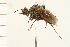  ( - DIPT 0195.02)  @12 [ ] CreativeCommons - Attribution (2009) Unspecified Centre for Biodiversity Genomics