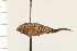  ( - HLC-17743)  @12 [ ] CreativeCommons - Attribution (2009) Unspecified Centre for Biodiversity Genomics