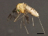  ( - 08BBDIP-1884)  @13 [ ] CreativeCommons - Attribution (2009) Unspecified Centre for Biodiversity Genomics