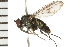  (Dolichopus remipes - 08BBDIP-0025)  @16 [ ] CreativeCommons - Attribution (2008) Unspecified Centre for Biodiversity Genomics