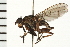  ( - 08BBDIP-0070)  @14 [ ] CreativeCommons - Attribution (2008) Unspecified Centre for Biodiversity Genomics