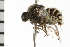  ( - 08BBDIP-0159)  @11 [ ] CreativeCommons - Attribution (2008) Unspecified Centre for Biodiversity Genomics