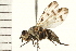  (Melieria similis - 08BBDIP-0525)  @14 [ ] CreativeCommons - Attribution (2008) Unspecified Centre for Biodiversity Genomics