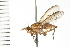  ( - 08BBDIP-1097)  @13 [ ] CreativeCommons - Attribution (2008) Unspecified Centre for Biodiversity Genomics