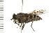 (Hybomitra rhombica - 08BBDIP-1311)  @14 [ ] CreativeCommons - Attribution (2008) Unspecified Centre for Biodiversity Genomics
