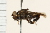  (Ropalomera - CYCM-0004)  @13 [ ] CreativeCommons - Attribution (2009) Unspecified Centre for Biodiversity Genomics
