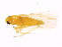  ( - BIOUG00806-A05)  @12 [ ] CreativeCommons - Attribution (2011) CBG Photography Group Centre for Biodiversity Genomics