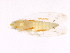  ( - BIOUG00806-C01)  @13 [ ] CreativeCommons - Attribution (2011) CBG Photography Group Centre for Biodiversity Genomics