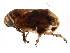  (Clastopteridae - BIOUG00806-E01)  @15 [ ] CreativeCommons - Attribution (2011) CBG Photography Group Centre for Biodiversity Genomics