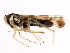  (Eupteryx atropunctata - BIOUG00806-H01)  @14 [ ] CreativeCommons - Attribution (2011) CBG Photography Group Centre for Biodiversity Genomics